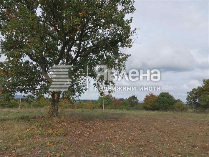 парцел
