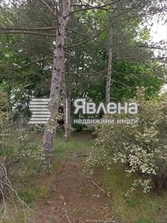 имот